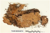 藏品(長根地卷)的圖片